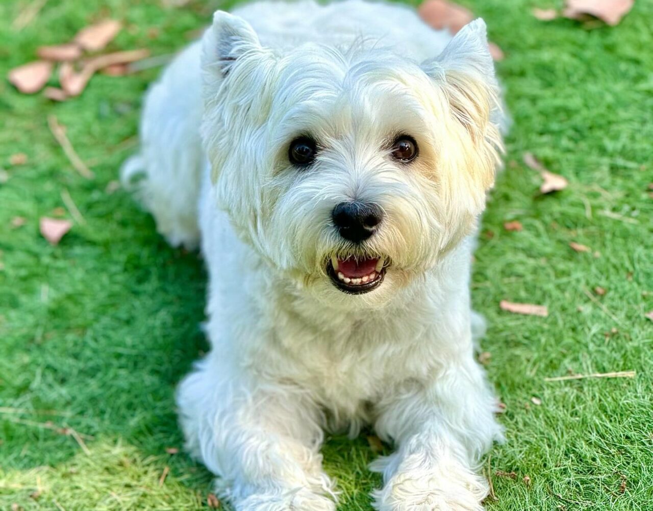 Dog Boarding in Riverside & Corona, CA Better K9