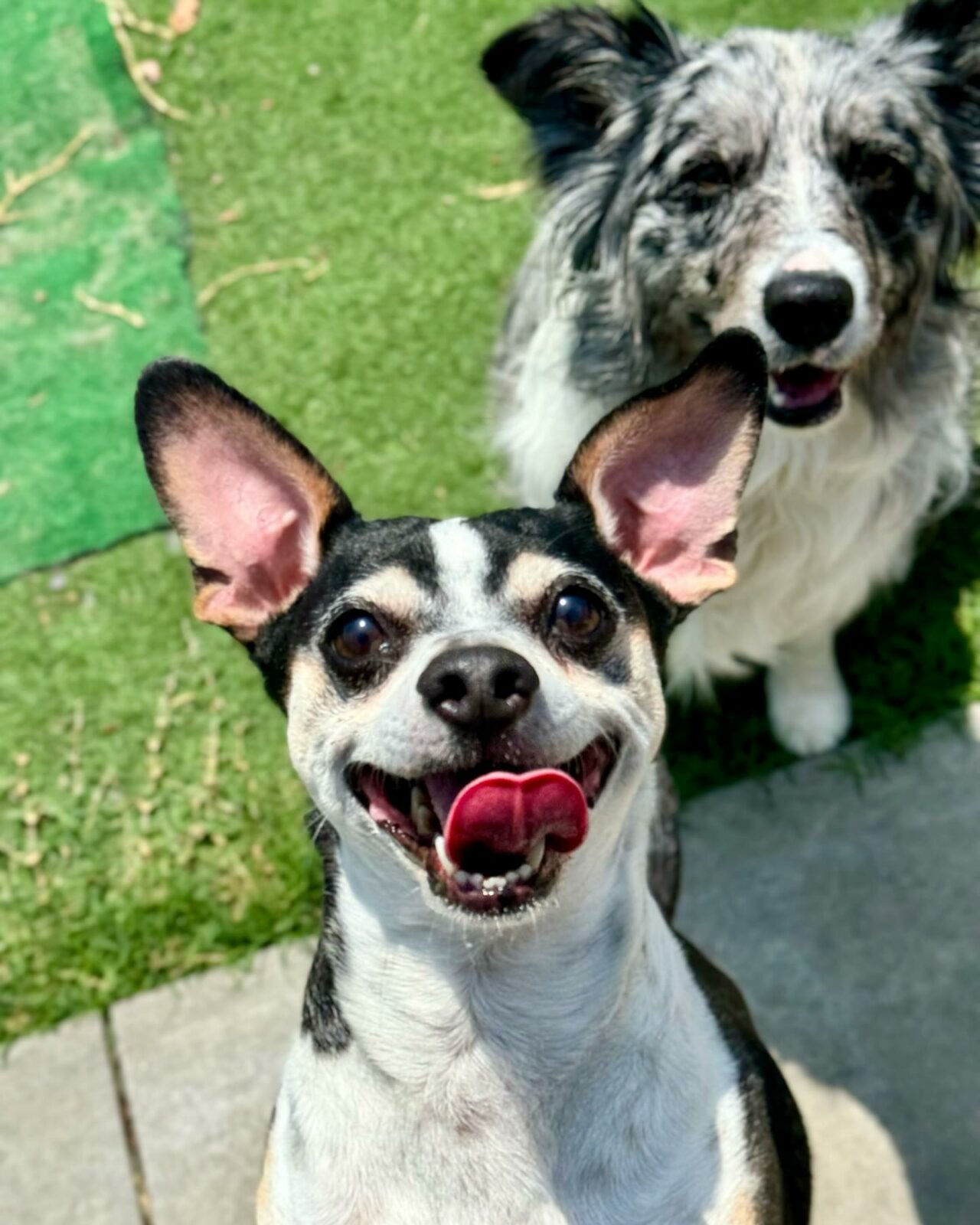 Dog Boarding in Riverside & Corona, CA Better K9