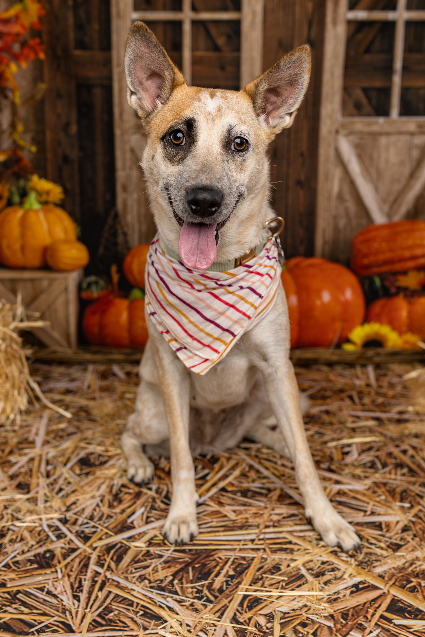 Mixed Breed Dog Sitting Proudly in Rustic Fall Scene