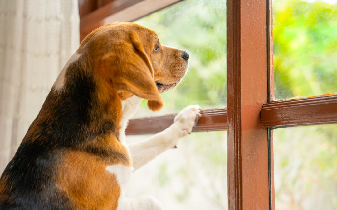 5 Reasons to Choose Dog Boarding over a Pet Sitter