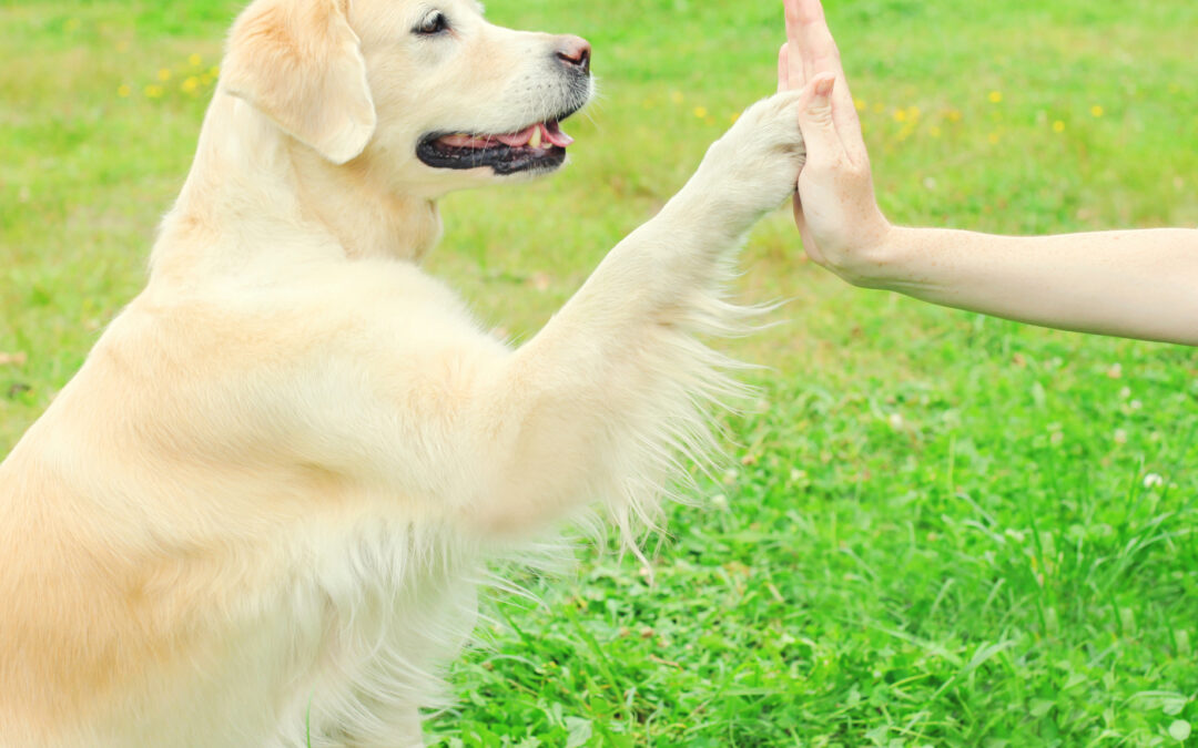 Setting Training Goals for the New Year: How to Actually See Progress with Your Dog