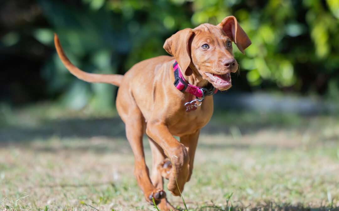 How to Prepare Your Dog for Their First Day of Daycare