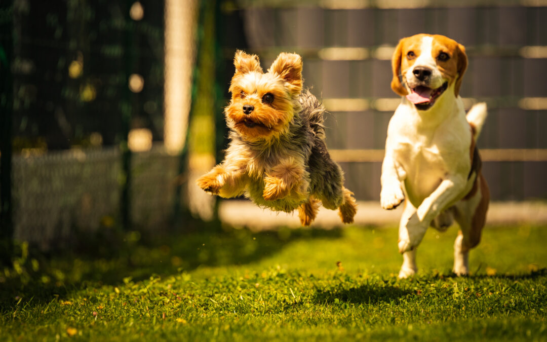 A Yorkshire Terrier and beagle dog playfully romp through the yard for dog-daycare-for-busy-pet-parents blog.