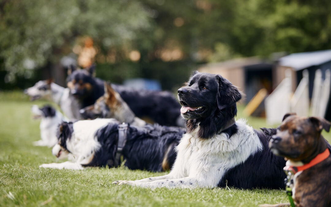 Selective focus on Czech mountain dog as a group of dogs watch attentively for how-to-prepare-your-dog-for-summer-adventures blog.