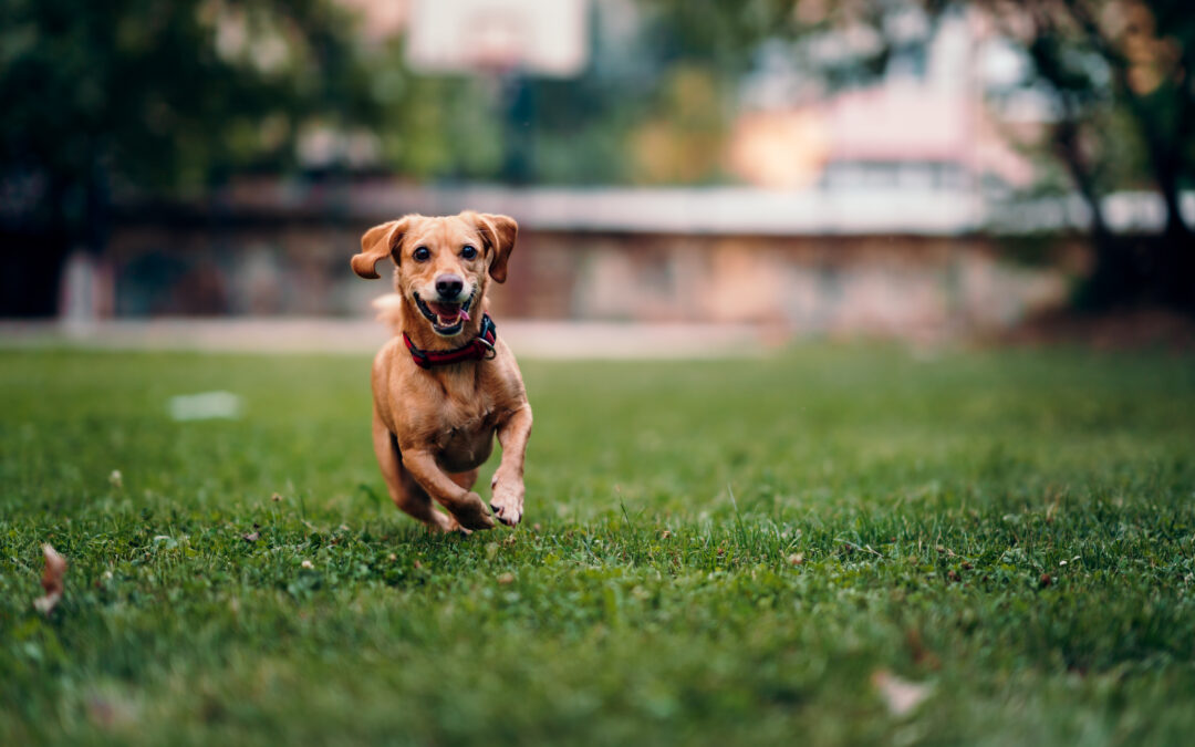The Importance of Exercise and Play for Your Dog’s Health