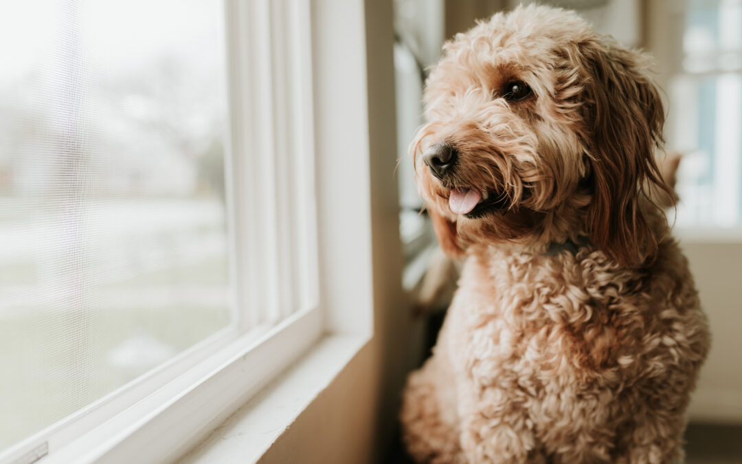 Dog Boarding vs. Pet Sitting: Which Is Best for Your Dog?