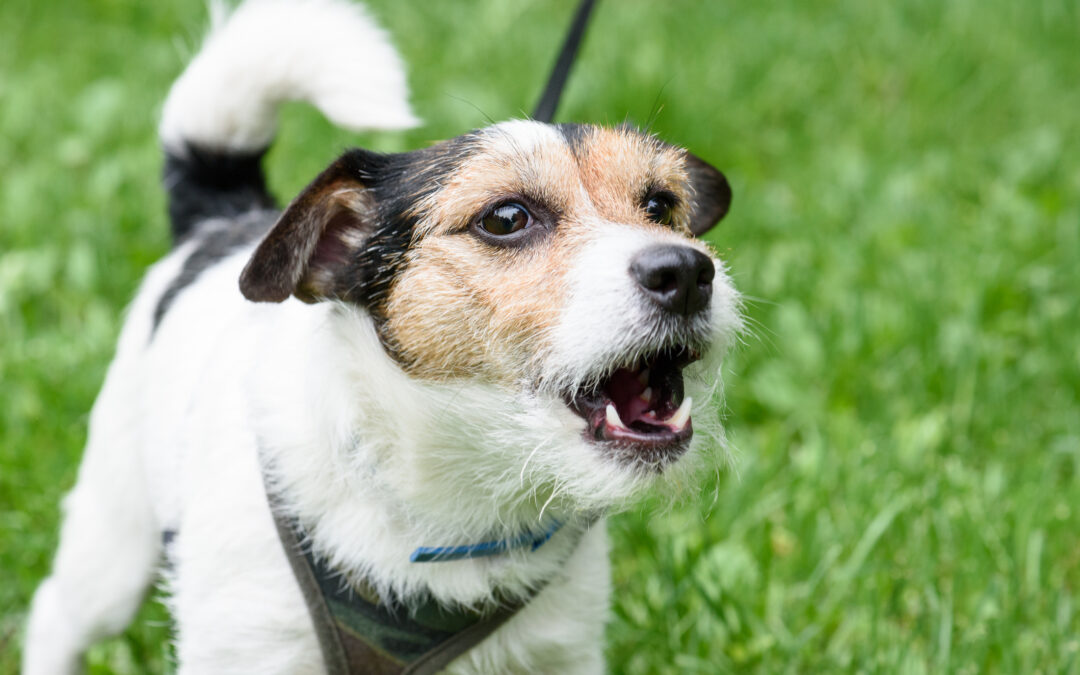 Can Any Dog Be Trained? The Truth About ‘Aggressive’ and ‘Unfixable’ Dogs